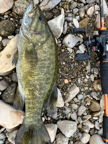 スモールマウスバスの釣果