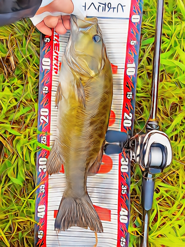 スモールマウスバスの釣果