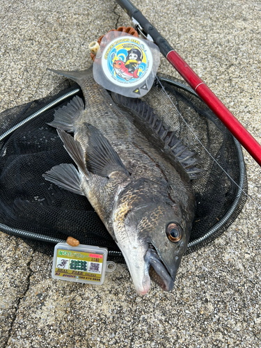 チヌの釣果