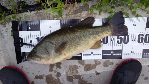 ブラックバスの釣果