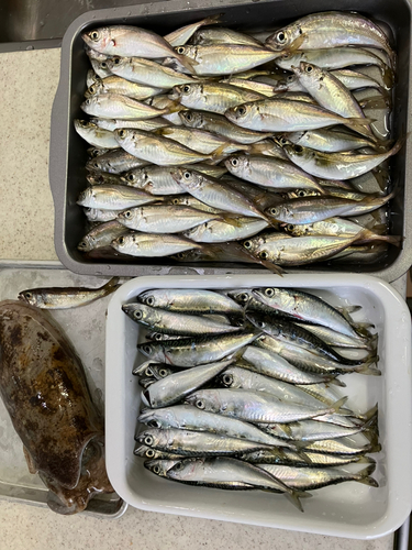 アジの釣果