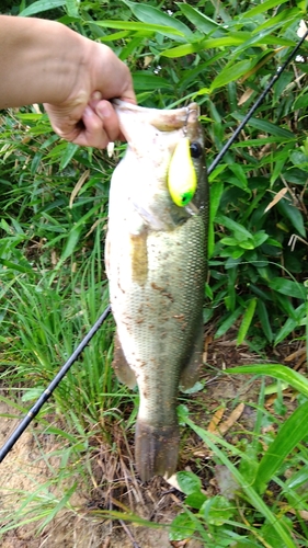 ブラックバスの釣果