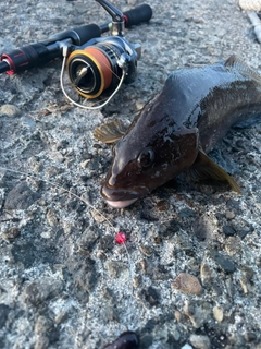 アブラコの釣果