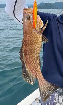 アコウの釣果