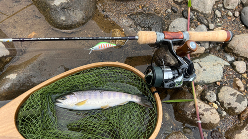 ヤマメの釣果