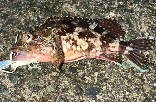 カサゴの釣果