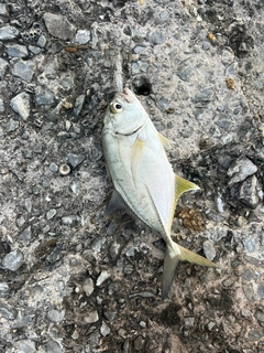 メッキの釣果