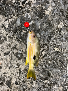 ヤマトビーの釣果