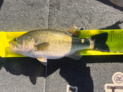 ブラックバスの釣果