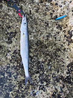 オオメカマスの釣果