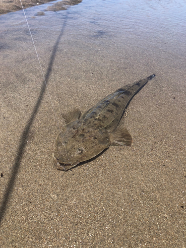 マゴチの釣果