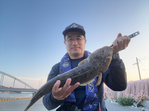 マゴチの釣果