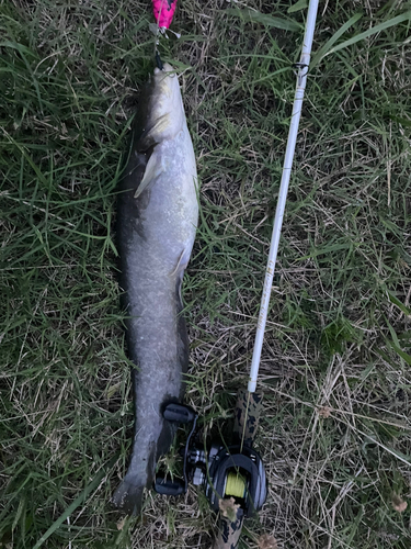 ナマズの釣果