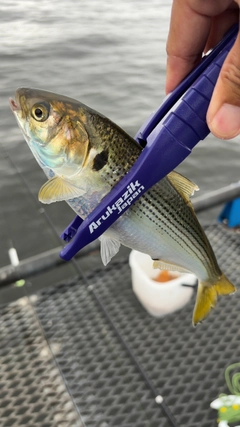 コノシロの釣果