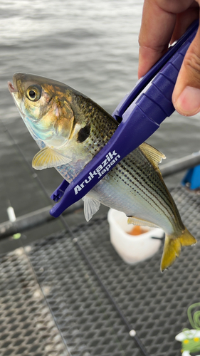 コノシロの釣果