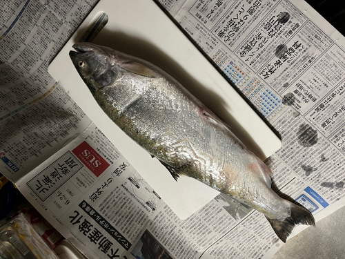 サクラマスの釣果