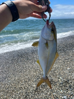 ショゴの釣果