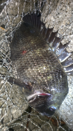 チヌの釣果