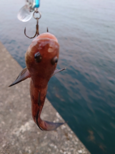 ハゼの釣果