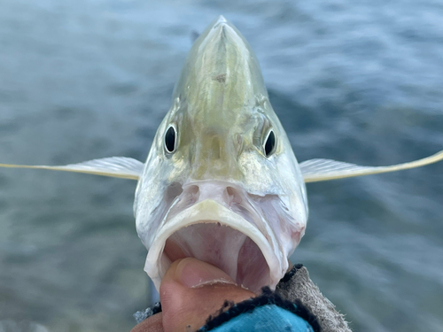 カスミアジの釣果