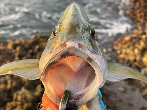 カスミアジの釣果