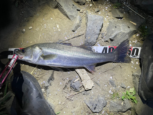 シーバスの釣果