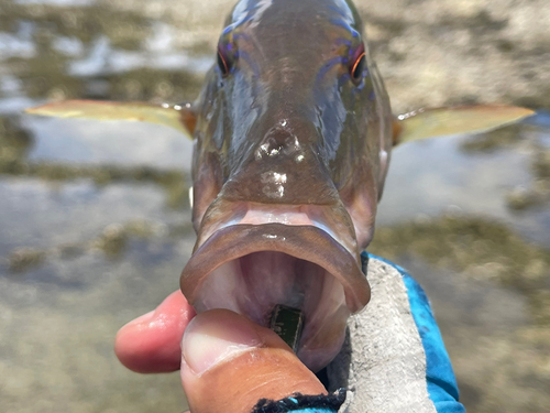 オジサンの釣果