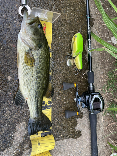 ブラックバスの釣果