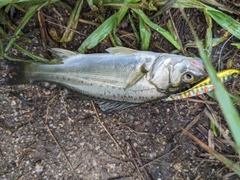 セイゴ（タイリクスズキ）の釣果