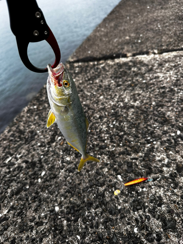 ツバスの釣果