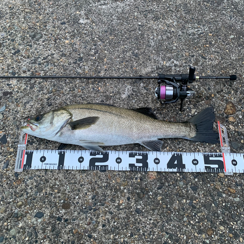 シーバスの釣果