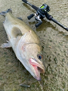 スズキの釣果