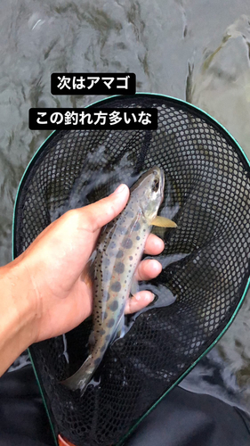 アマゴの釣果