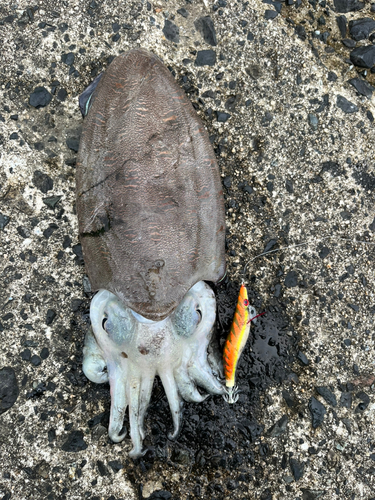 モンゴウイカの釣果