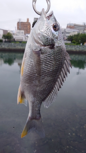 キビレの釣果