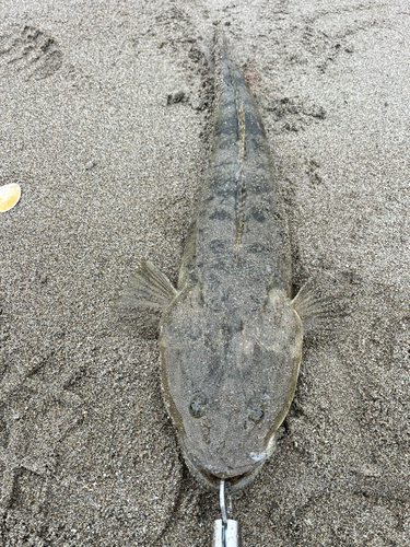 マゴチの釣果