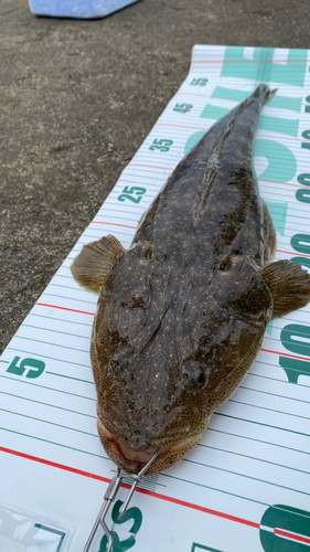 マゴチの釣果