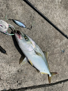 イナダの釣果