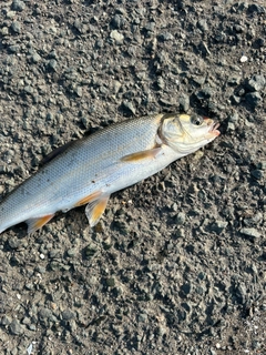 ウグイの釣果