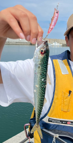 サバの釣果