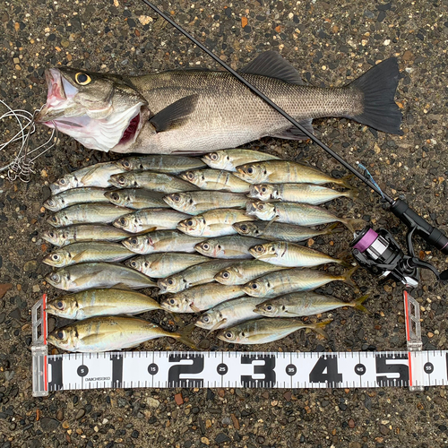 アジの釣果