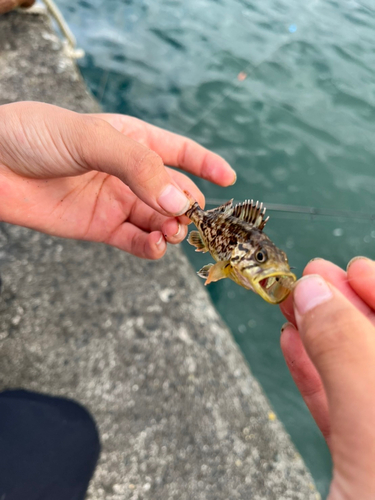 タケノコメバルの釣果