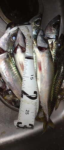 サバの釣果