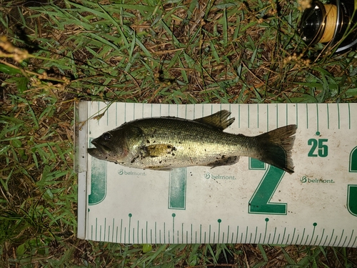 ラージマウスバスの釣果