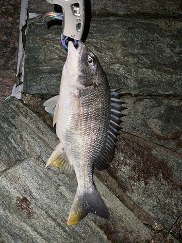 キビレの釣果