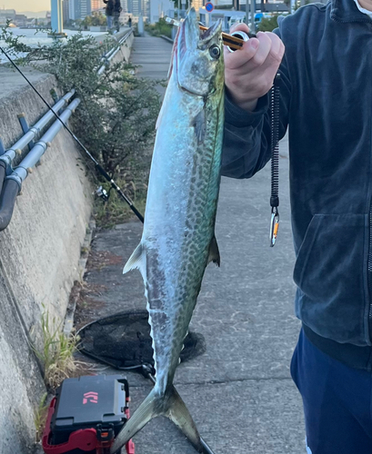 サゴシの釣果