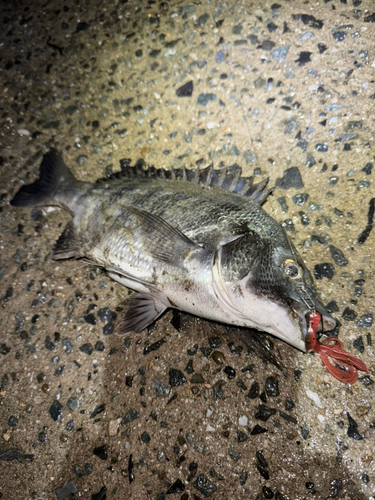 チヌの釣果