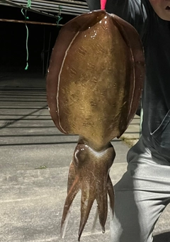 モンゴウイカの釣果