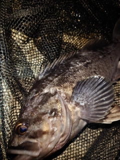 クロソイの釣果