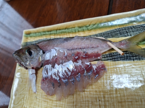 マアジの釣果